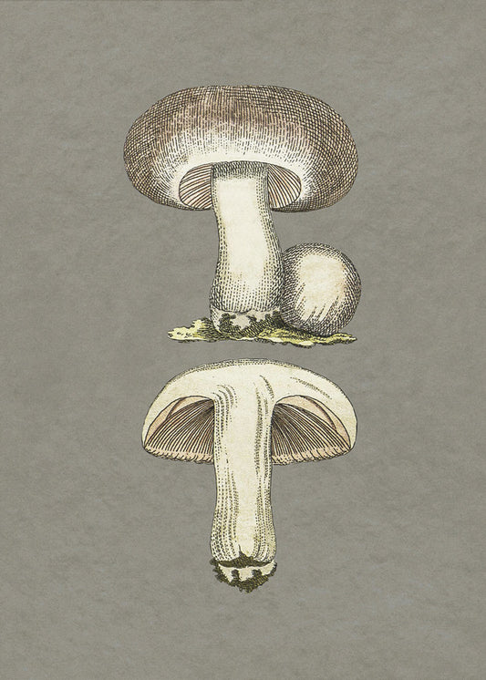Feldpilz | Poster