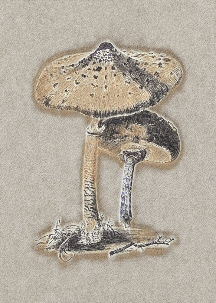 Hand Drawn Parasol Mushroom Brown | Poster