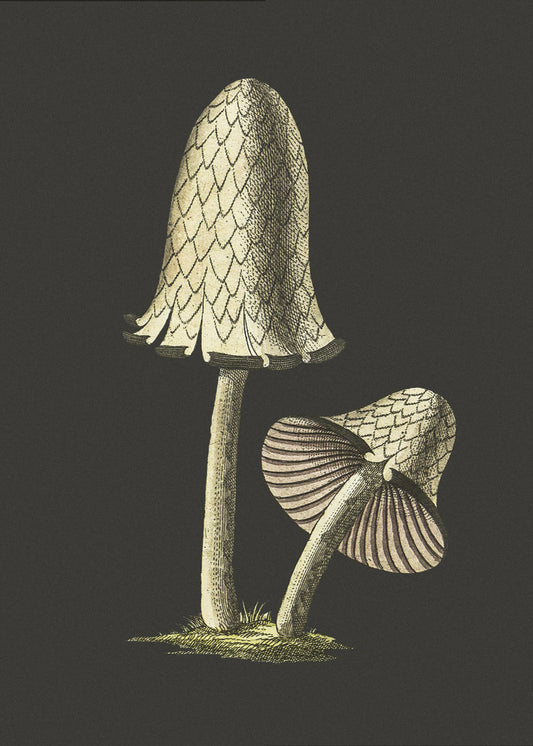 Vintage Inky Cap Essbarer Pilz Schwarzer Hintergrund | Leinwand