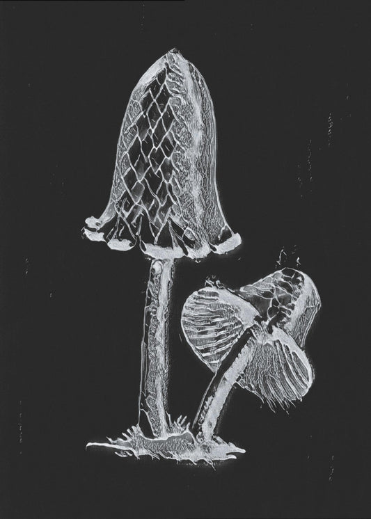 Vintager Tintenfisch-Esspilz, dunkles Schwarzweiß-Poster