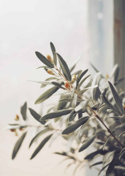 Olive Branch Light | Poster