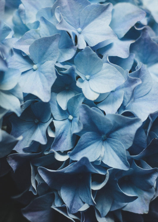 Leuchtend blaue Hortensien | Poster