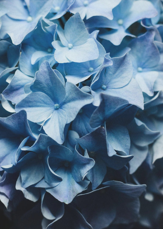 Pretty Sight Blue Hydrangea | Poster