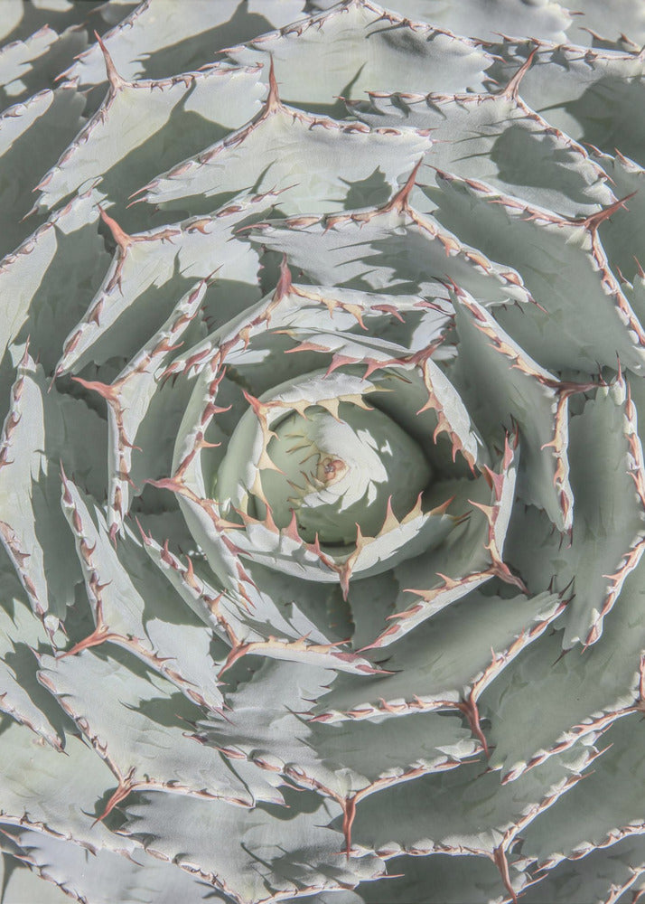 Spiral Succulent Maze | Canvas