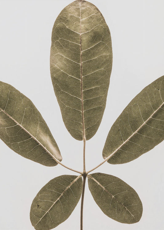 Five Leaf Harmony | Canvas