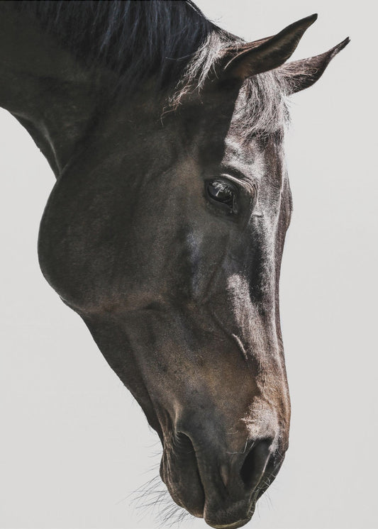 Sanfter Blick des Pferdes | Poster