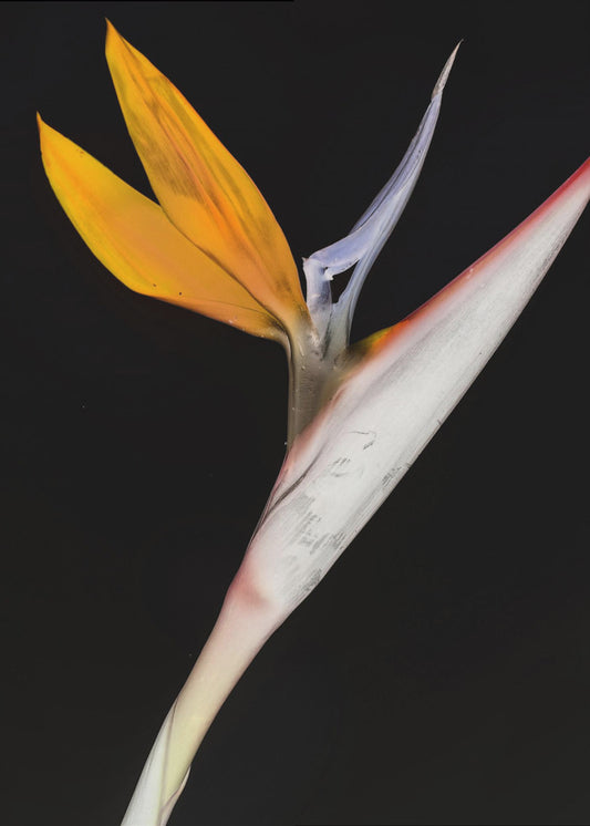 Paradiesvogel | Poster