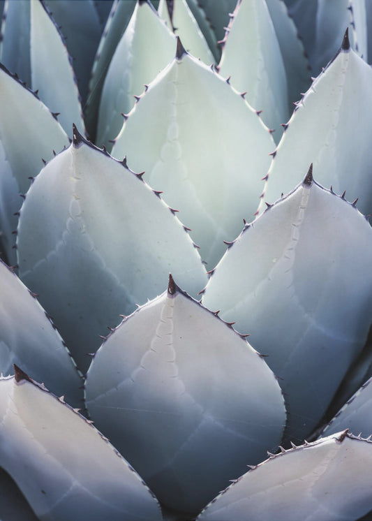 Agave Geometry | Canvas