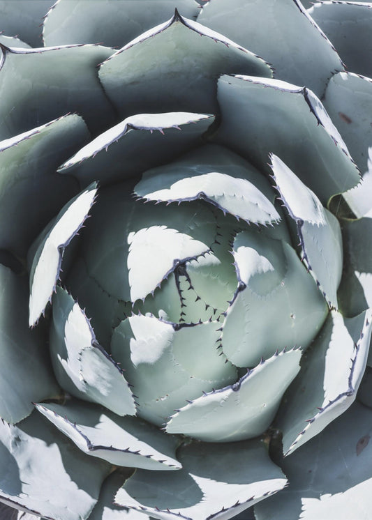 Agave Spiral Dance | Canvas