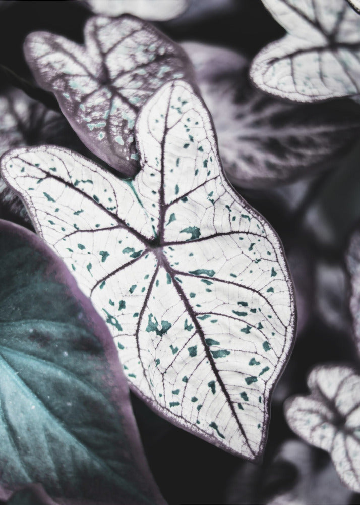 Whispers of Leaves | Poster