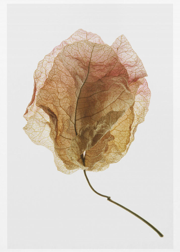 Veined Elegance | Poster