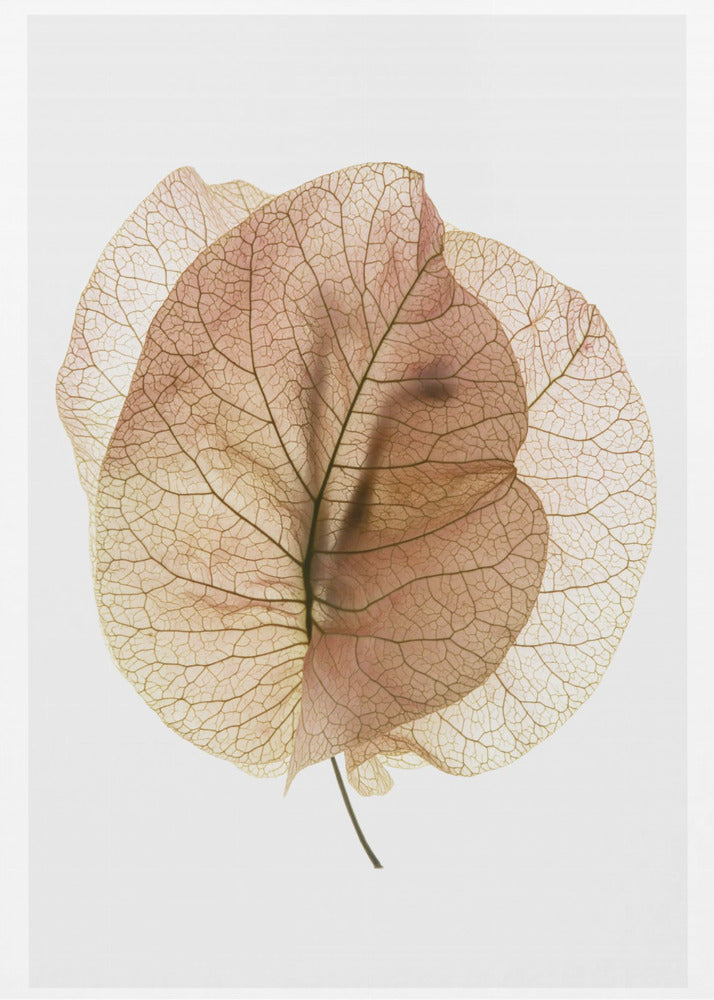 Ethereal Leaves | Poster