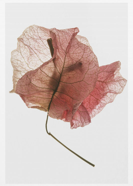 Delicate Petal Veins | Poster