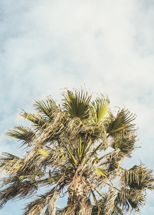 Sunlit Fronds | Canvas