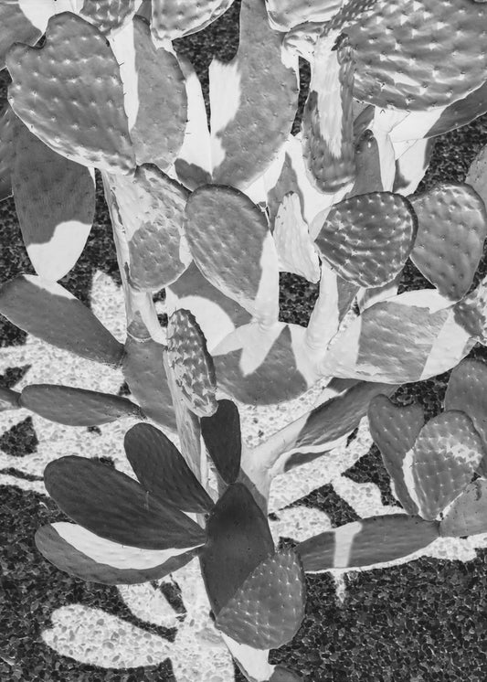 Prickly Patterns | Poster