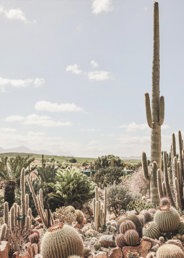 Desert Symphony | Canvas