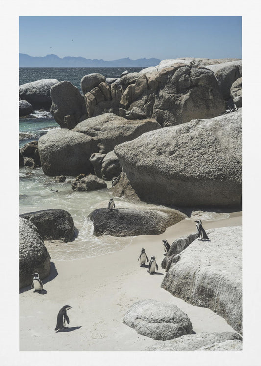 Küstenspaziergang der Pinguine | Poster