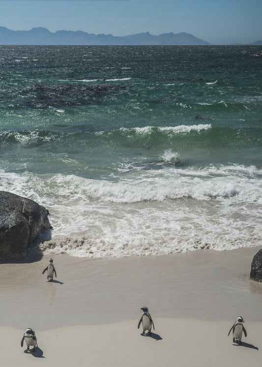 Pinguin-Strandspaziergang | Poster