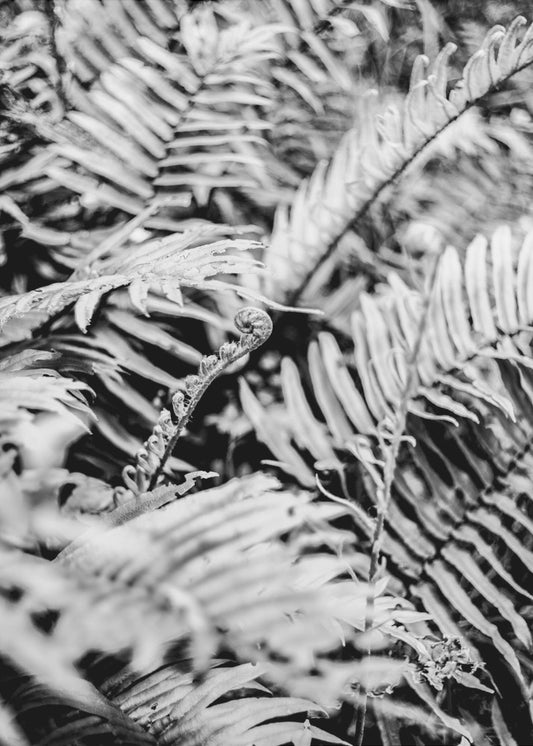Whispering Ferns | Poster