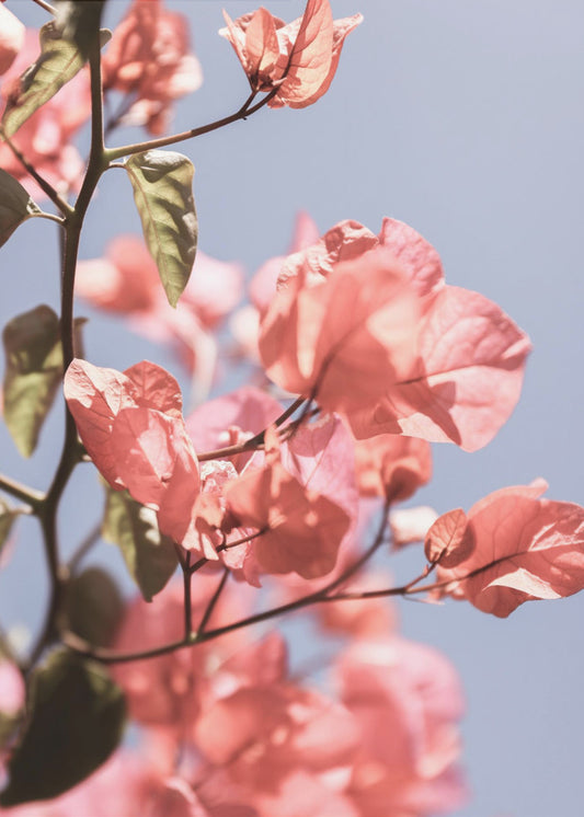 Blüten im Wind | Leinwand