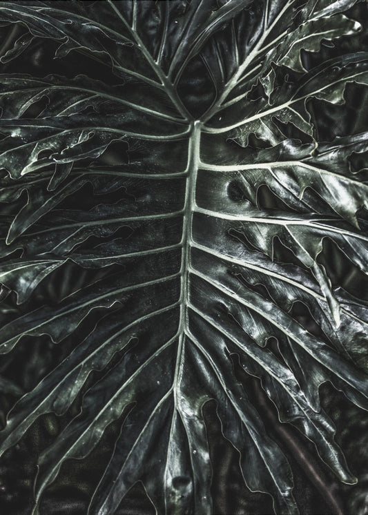 Dark Leaf Elegance | Leinwand