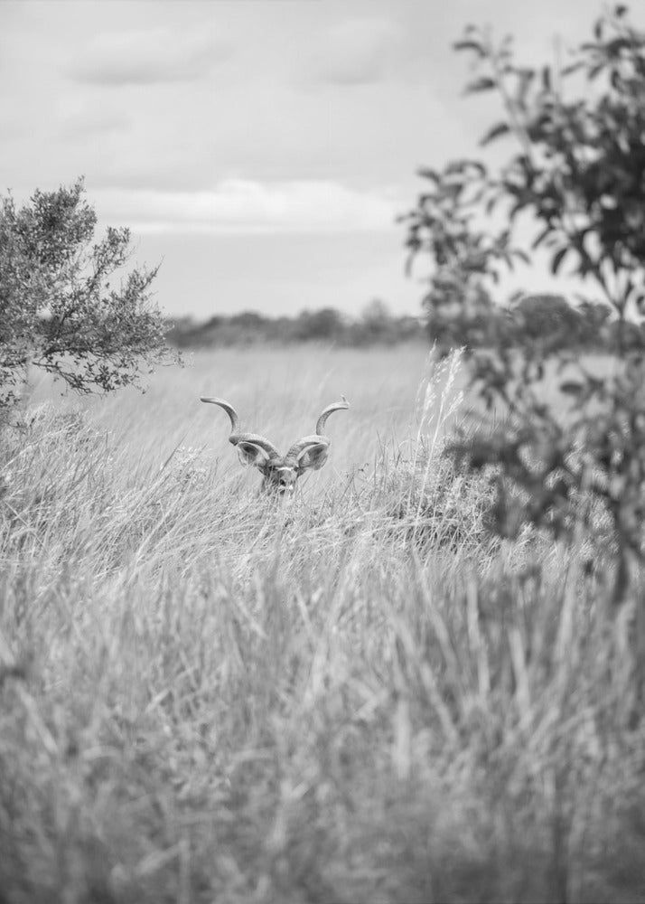 Versteckt im Gras | Leinwand
