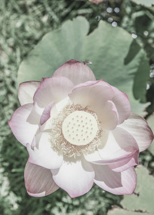 Lotus Serenity | Leinwand