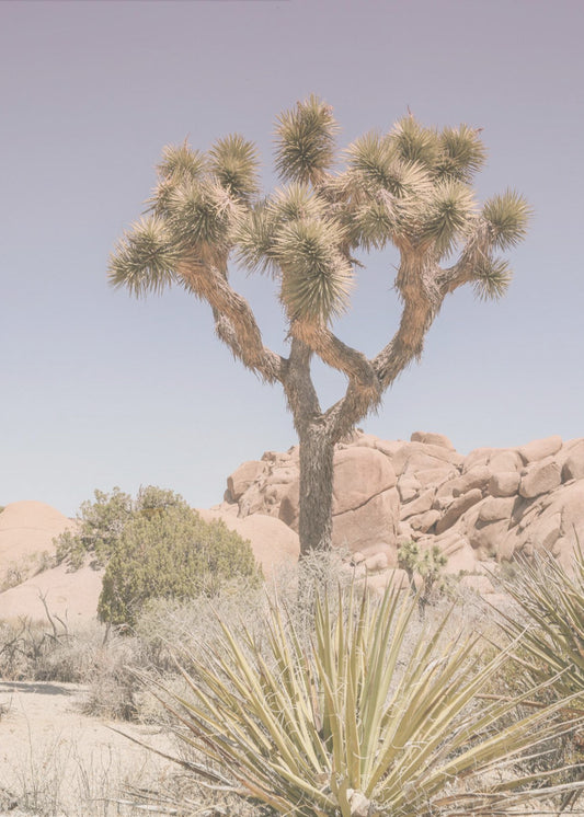 Desert Dreamscape | Canvas
