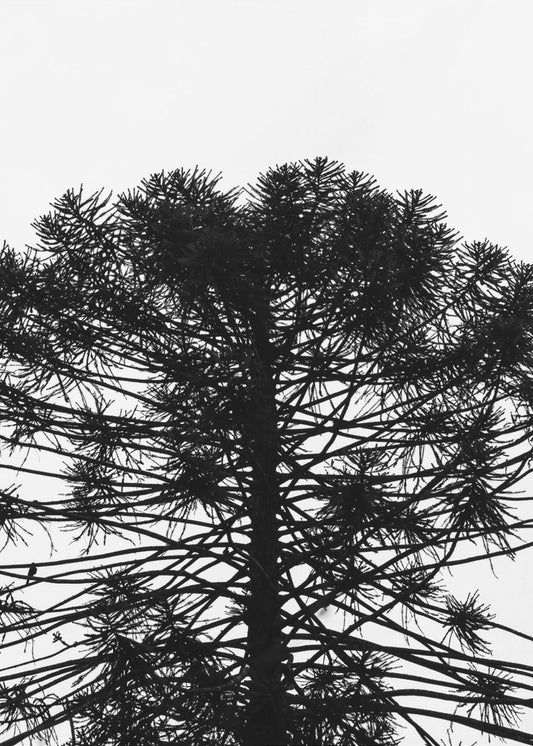 Silhouetted Symmetry | Canvas