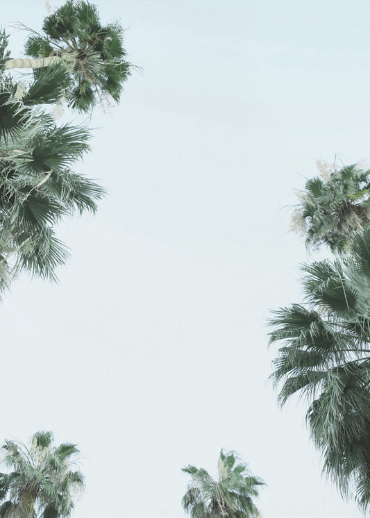 Palm Tree Serenity | Canvas
