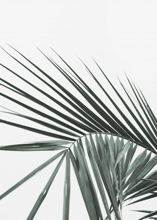 Tropical Elegance | Canvas