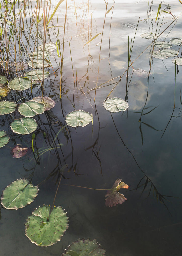 Lilys ruhige Morgendämmerung | Leinwand