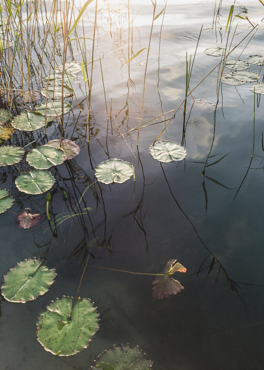 Lilys ruhige Morgendämmerung | Leinwand