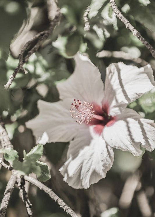 Flüsternde Blüte | Leinwand