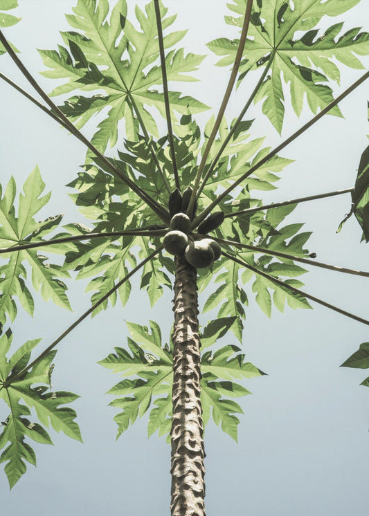 Himmelwärts Papaya | Leinwand