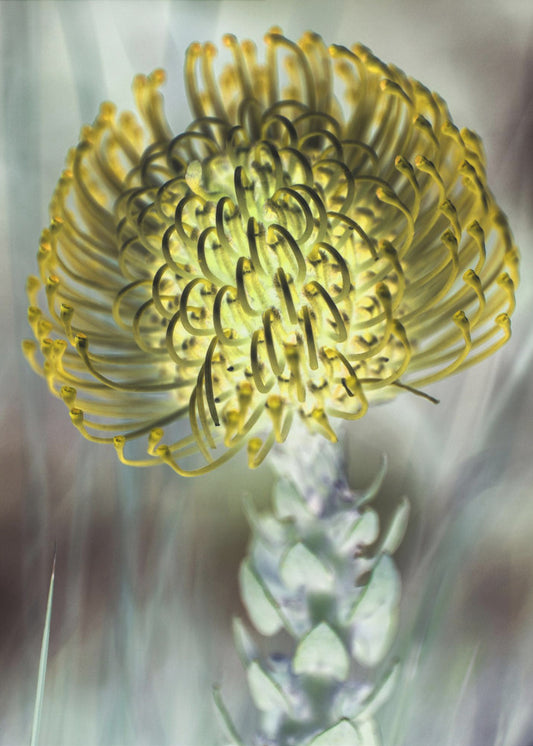 Goldene Blüte | Leinwand