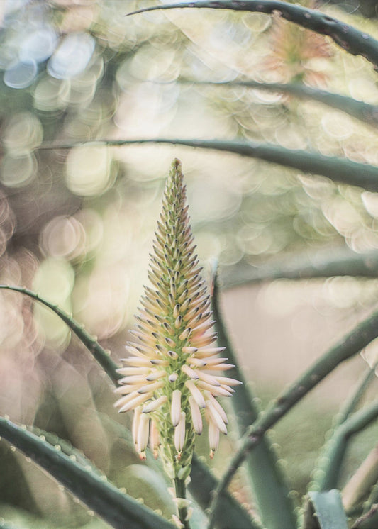 Succulent Serenity | Poster