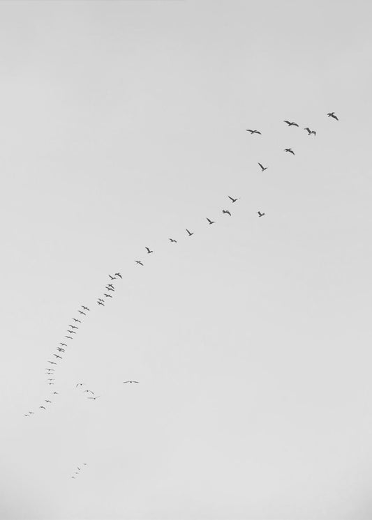 Formationsflug | Leinwand