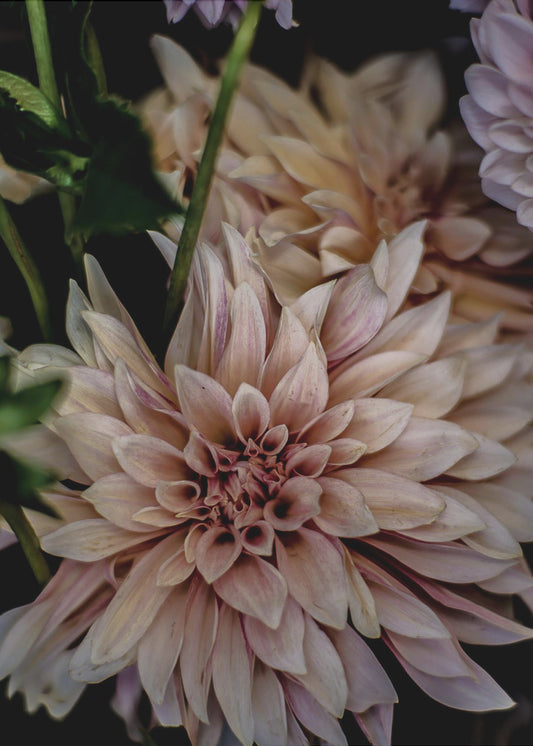 Petals in Bloom | Poster