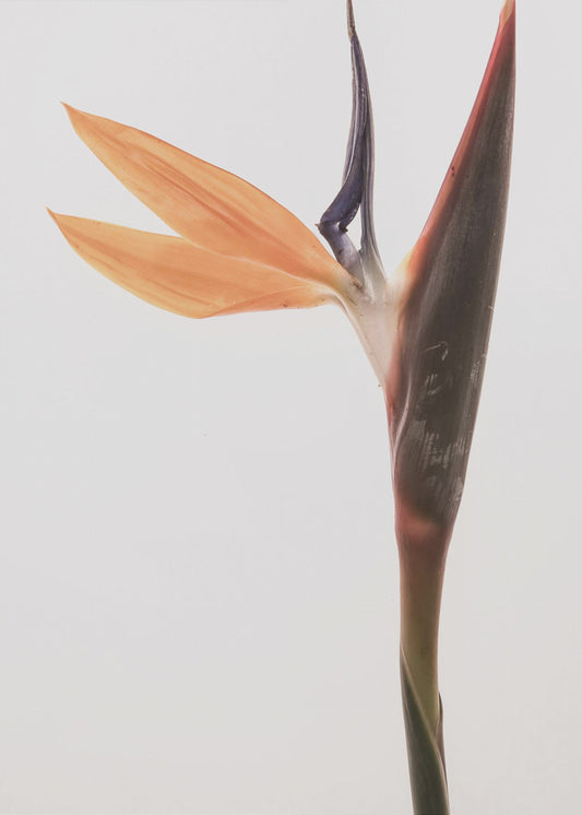 Lebendige Blüte | Leinwand