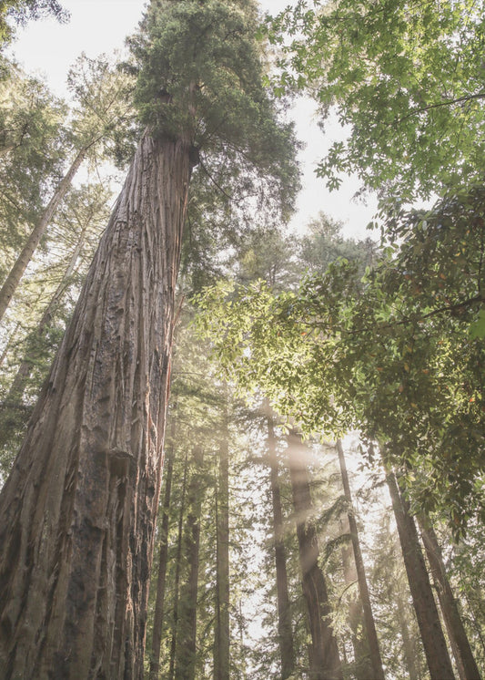 Hoch aufragende Redwoods | Leinwand