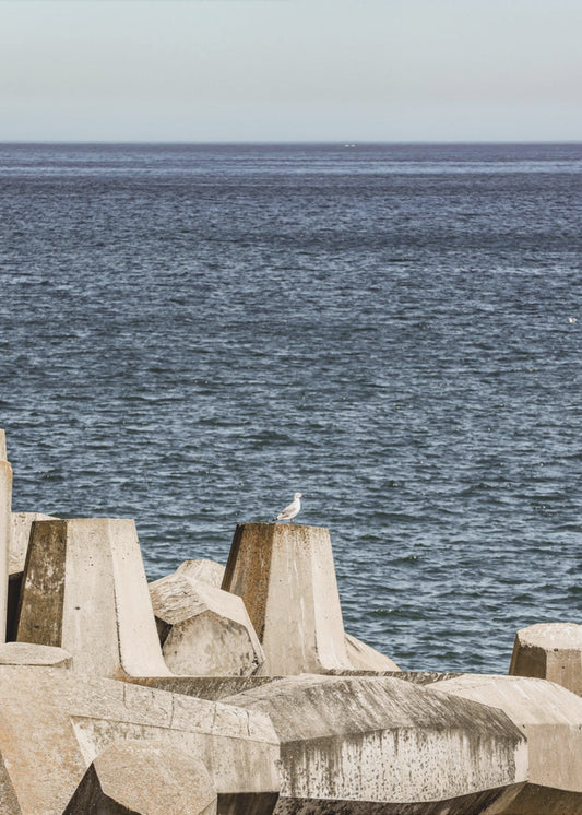 Möwe am Meer | Poster