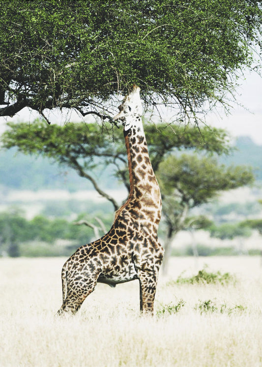 Majestätische Giraffe streckt sich | Leinwand