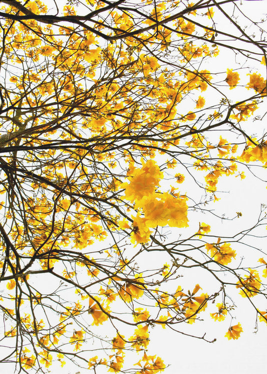 Goldener Baldachin-Ausbruch | Leinwand