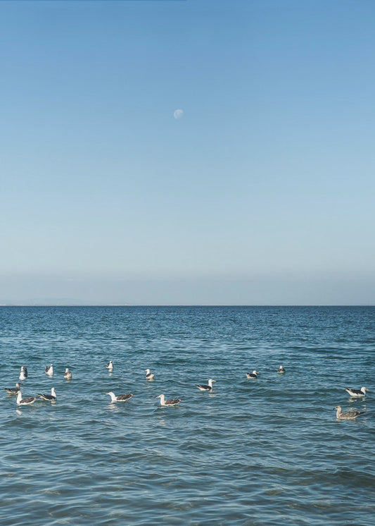 Moonlit Seabirds | Poster