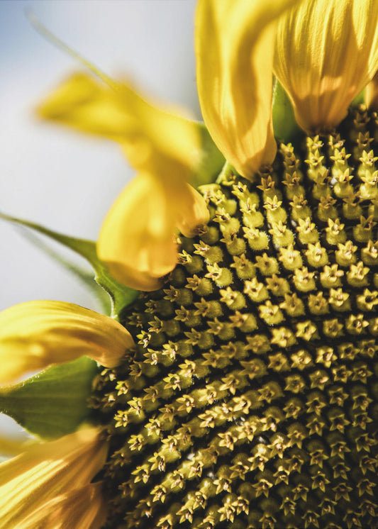 Sonnenblume Nahaufnahme | Leinwand