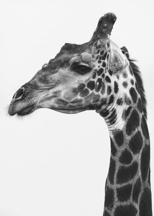Komplizierte Muster der Haut einer Giraffe | Leinwand