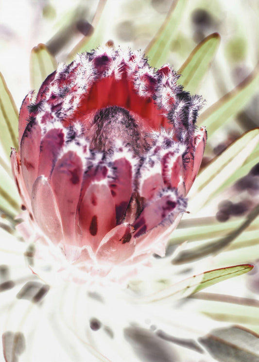 Blühende Protea-Blume | Leinwand