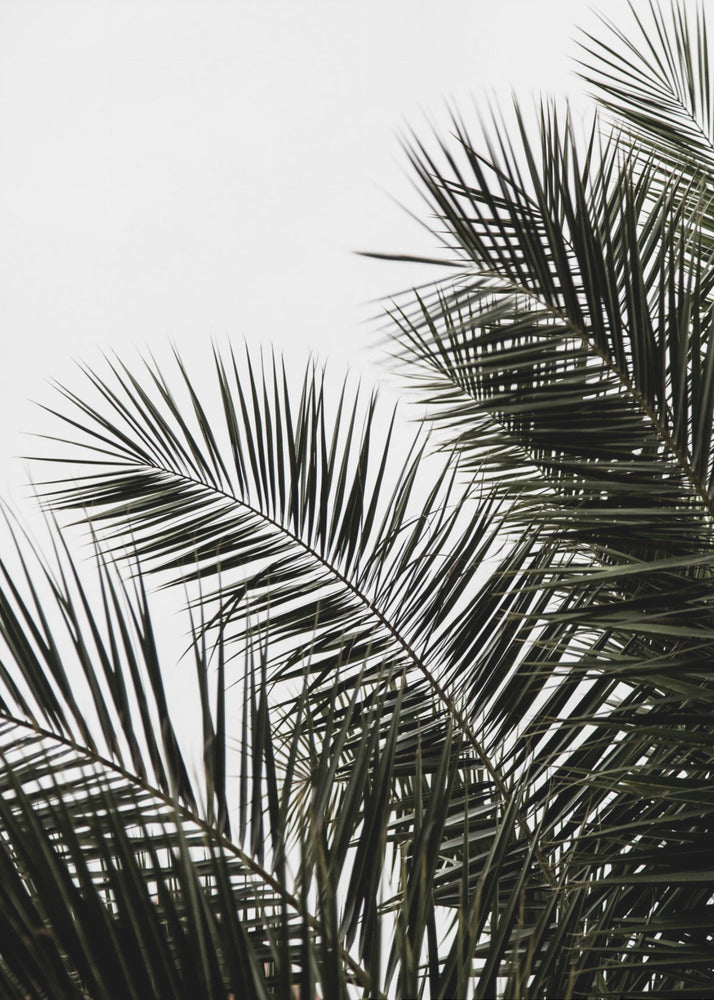Palmblätter 3 | Poster