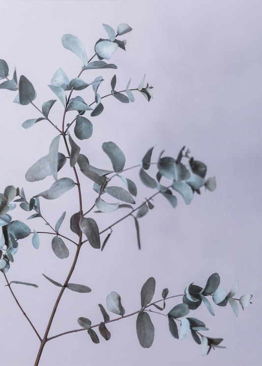 Eucalyptus 13 | Canvas